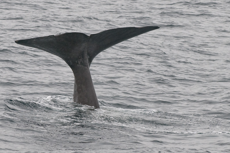 73 Valas Pyrsto 15.jpg - Hetkinen - olen nahnyt tama aiemminkin - Turussa... Aurajoessa...